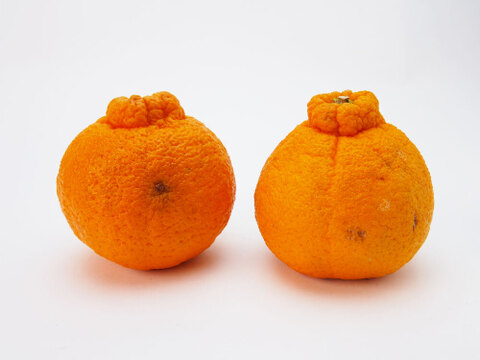 【ご予約受付中】不知火(デコポン同品種)【家庭用(訳あり)】5kg　322-3