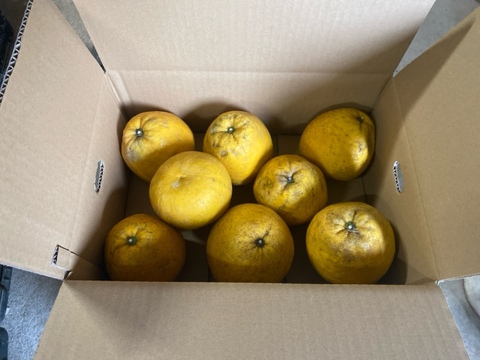 河内晩柑　(ご家庭用３kg)