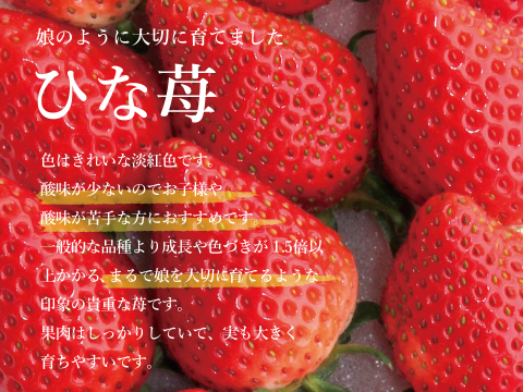 娘のように大切に育てました！いちご（苺・イチゴ）オリジナルブランド苺　ひな苺【3Lサイズ×4パック】