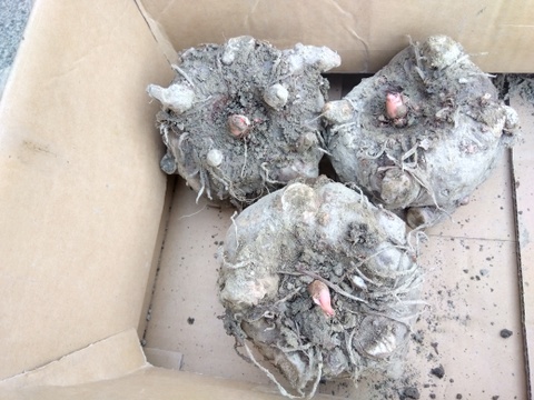 こんにゃく芋
今年も立派に育ちました。
３ｋｇ入り箱でお届け致します。
一玉1Kg~1.3Kgになります。