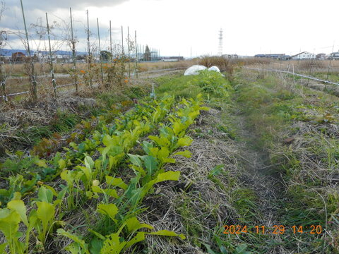 自然農栽培で育てた、『奈良の冬野菜セット』(お一人様用）