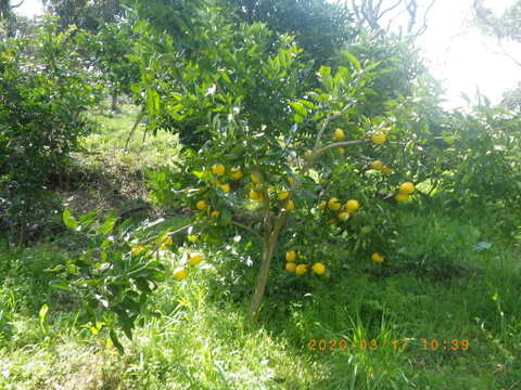 自然栽培グレープフルーツ小玉(4.5kg)　60年以上農薬肥料不使用の畑で栽培　因島産