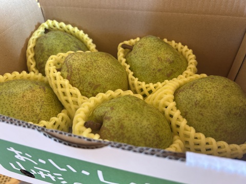 【限定30箱】山形特選ラフランス【お試し小玉1.5キロ】