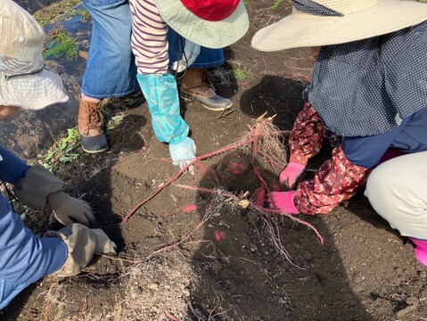 しっとり甘〜い！大山育ちの紅はるか3キロ