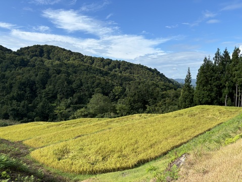 【冬ギフト】【数量限定】令和7年新米🌾魚沼産コシヒカリ「雪の恵」5kg ｜ご家庭用＆贈答用に！