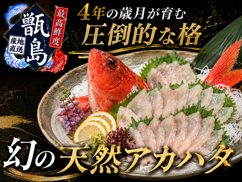 【市場では滅多に出会えない白身の王族】島人が守り抜いた奇跡の甑島ブランド№１高級鮮魚『幻の天然アカハタ』業界初パウダースノー冷凍最高鮮度🐟お試しキャンペーン約300g甑島ブランド【5月下旬予約】
