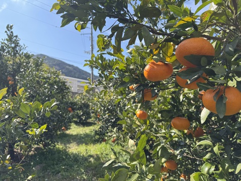 【市場にほぼ出回らない】甘平《ご家庭用 2kg》｜柑橘史上トップクラスの甘さ×“シャキッと食感”｜愛媛・西宇和産
