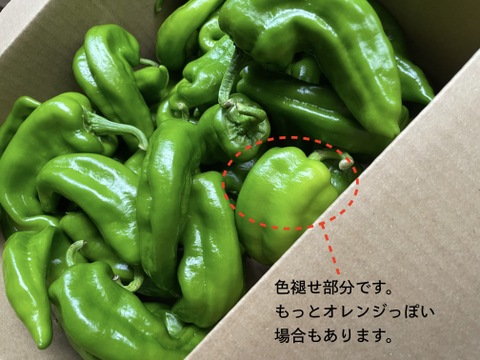 【有機JAS認証万願寺とうがらし：訳あり：1kg】お得な訳ありです！京の夏野菜といえばコレ！本物の京野菜をオーガニックで味わう！甘くて肉厚！万願寺とうがらし！そのまま焼いたら鰹節とお醤油で！