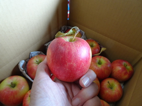 シナノドルチェ　ミニ小玉ちゃん　SSサイズ約26玉（約4.3㎏）
長野県オリジナル　面長で重量感たっぷり
甘酸っぱさと歯ごたえが楽しめます
かわいいミニ小玉りんごをバラ詰めでお届け！丸かじりでどうぞ