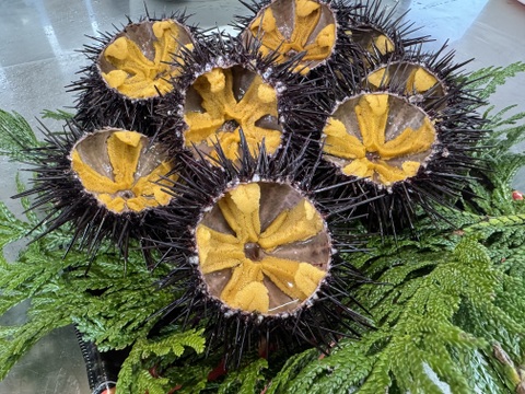 【今旬】大間産天然生うに50g