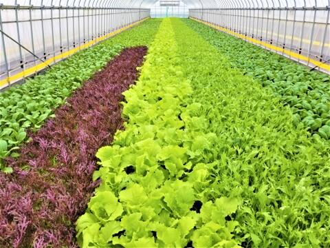 植物性で育てた葉野菜ブランド　 有機サラダミニセット　  有機JAS