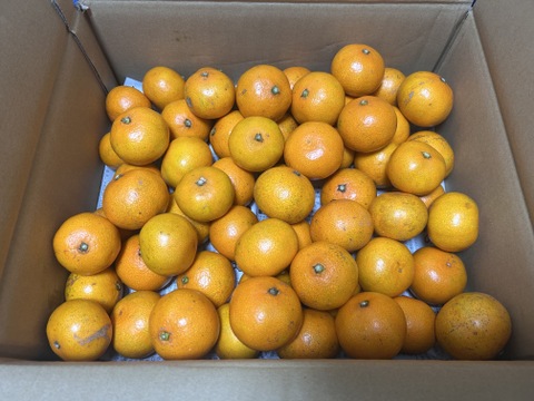 長崎県産訳あり伊木力系温州みかん5Kg