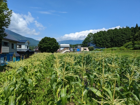 食べて実感！辛くない唐辛子「伏見甘長唐辛子」（60サイズにはいるだけ！）【栽培期間中　農薬不使用】