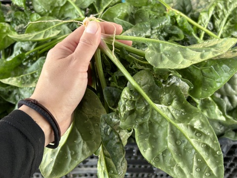 (10束)えぐみなし！[信州産]ふわふわ春の露地ちぢみほうれん草