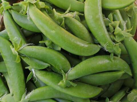 春の味覚、スナップエンドウ【1kg】