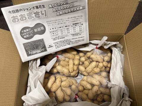 ゆでたらおいしい”生“落花生】八街産洗いたて”おおまさり“【2kg
