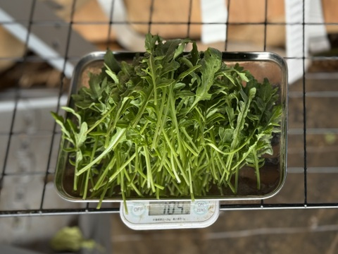 【新鮮】農薬不使用、化学肥料不使用　セルバチコ　100g【冬ギフト】