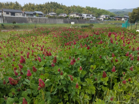 令和7年　奈良県産　ヒノヒカリ　玄米　10kg　栽培期間中農薬不使用