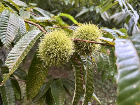 【新商品】自然栽培の生栗(紫峰・森早生・丹波栗などおまかせ)1kg