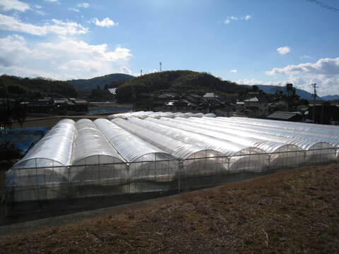 ハウスで栽培したニューピオーネ（2㎏以上）