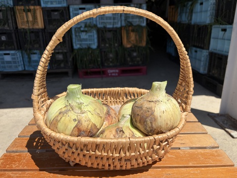 【Big Time Onion】Legendサイズ厳選セット　2kg