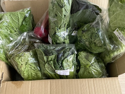 【少量サイズ♪】信州冬野菜セット10品目 お試しにも！