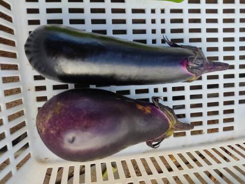 ✨カボチャ約1.5㎏と旬のお野菜セット✨