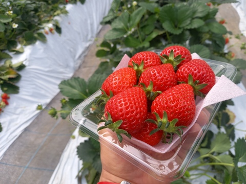 べにたま　2パック詰め中粒」オリジナルのワイン堆肥で栽培し有機ゴミをサステナブル資源活用ができる「いちご特別栽培」認証！
「のんびり樹ままに発送プラン」です。秩父いちご農家　ただかね農園