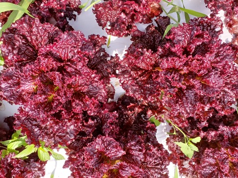 【夏ギフト】貴重！生ニンニク1ｋ/赤レタス1株/ズッキーニ5本
～農薬/化学肥料・不使用