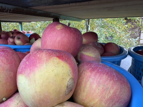 傷があるだけで味は同じ！！溢れんばかりの果汁！！当農園人気No.1 サンふじ【訳あり】10㎏　F-w10