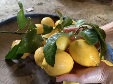 驚くほど香り高い！淡路島産　自然栽培　果汁たっぷりのレモン1kg（7個程度）