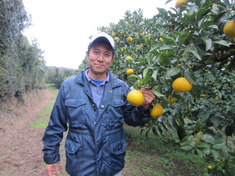 格安！規格外有機あまなつ（有機JAS）10kg