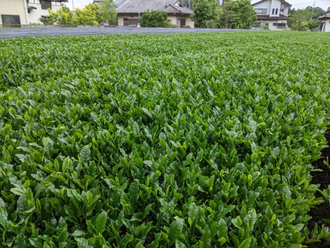 農薬を使わず、自然農法のお茶の葉から作りました!!