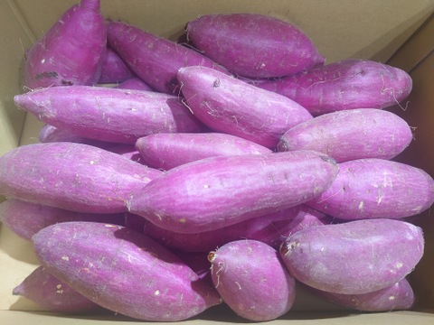 2024年12月品評会の全さつまいもで1番の賞を受賞‼︎ さつまいも（紅はるか）【新物】Sサイズ　5kg