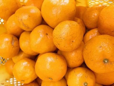 【数量限定・家庭用】熊本県産早生みかん5kg　甘さギュッ！樹上完熟を農家直送でお届け