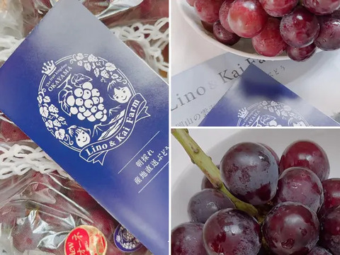 いよいよ今年最終【食べチョクアワード 4年連続受賞！】※訳あり 岡山の『ニューピオーネ』 3房～４房 （2㎏以上 化粧箱入）