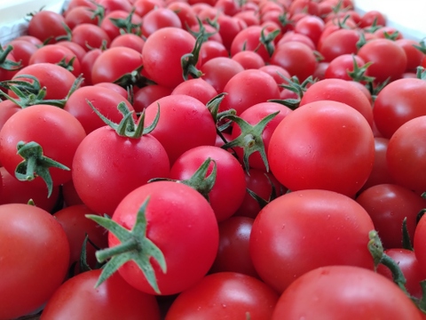 木曽川の清流で育てた有機栽培高糖度ミニトマト【尾州トマト】 ５００g×２Ｐ