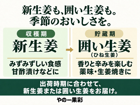 土付き新生姜2kg｜香る食卓、明日も笑顔｜高知県産｜11月5日から順次発送・先行予約｜やの一果彩