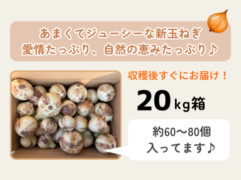 【極甘ジューシー】淡路島 春の新玉ねぎ 20kg箱 約60～80個入