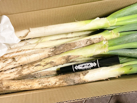 ✅【野菜の福袋】【4本増量❗️❗️】⭕️至福の極甘ネギ❗️❗️✨太いL／2Lサイズ混合☆16本 ✨信州産✨【特別栽培】✨【無消毒栽培】