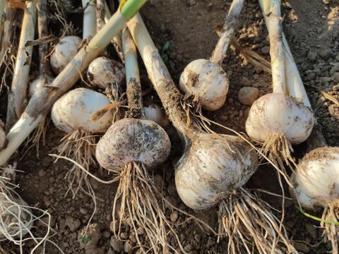 ✨🧄【食べ比べ】紫ニンニク＆平戸ニンニクセット　計500g｜香り・甘みの違いを楽しむ旬の生ニンニク🧄✨