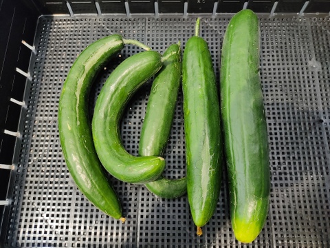 🥒【訳あり・規格外】たっぷり食べたい方に！朝採れキュウリ 約2.5kg｜太め・曲がり・傷・虫食いあり｜農薬・化成肥料不使用🥒
