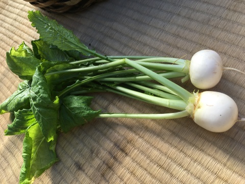 【3セット限】信州八ヶ岳山麓の麓　その分だけ野菜の旨味の季節の野菜セット【9品目】