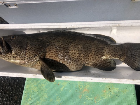 【活き締め】チャイロマルハタ　クエと張り合う旨みと食べ応え。刺身　鍋　しゃぶしゃぶ