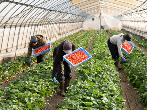 【食べチョクいちご博2024 金賞】有機JAS認定　茨城県産有機いちご（恋みのり　200gｘ2パック）