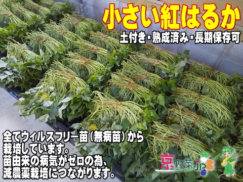 小さい紅はるか(京都産) ひとつ80～150g