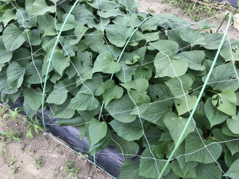 さつまいも　里むすめ2kg【漢方栽培】