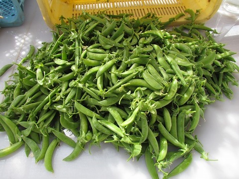 手作りスナップエンドウ1kg
