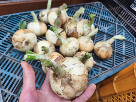 フルーツのような瑞々しさと透明感、新玉ねぎ（約1.5kg)