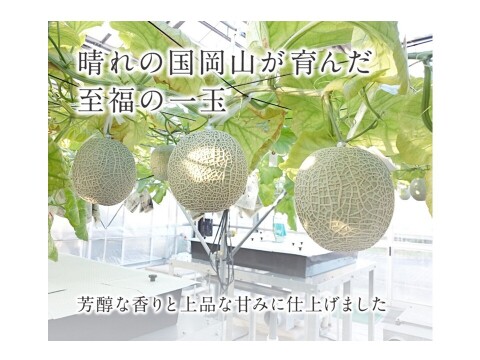 【贈答用】あっ晴れメロン1玉化粧箱入り